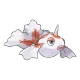 포켓몬 콘치