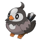 pokemon_id_396 찌르꼬 